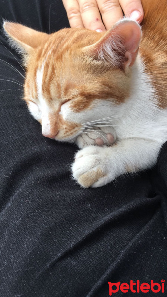 Tekir Kedi, Kedi  Ateş fotoğrafı