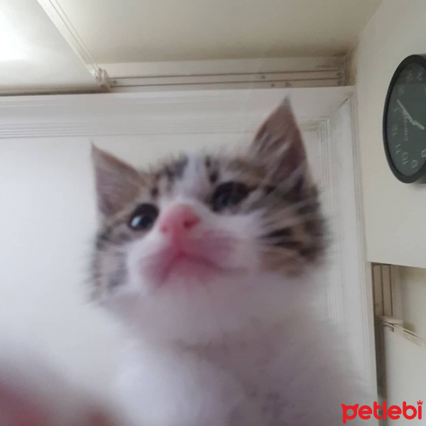 Tekir Kedi, Kedi  Başak fotoğrafı