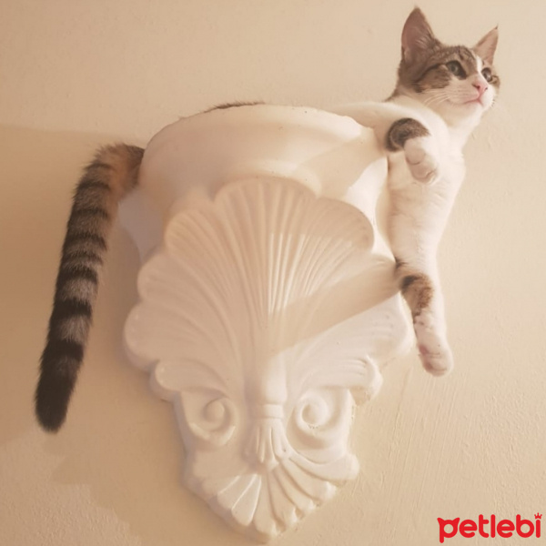 Tekir Kedi, Kedi  Başak fotoğrafı