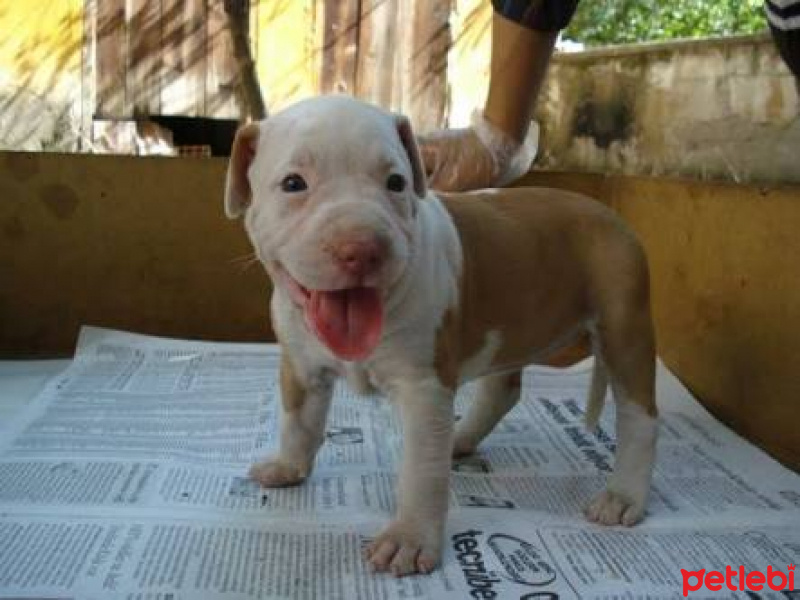 Amerikan Pitbull Terrier, Köpek  Rifki fotoğrafı