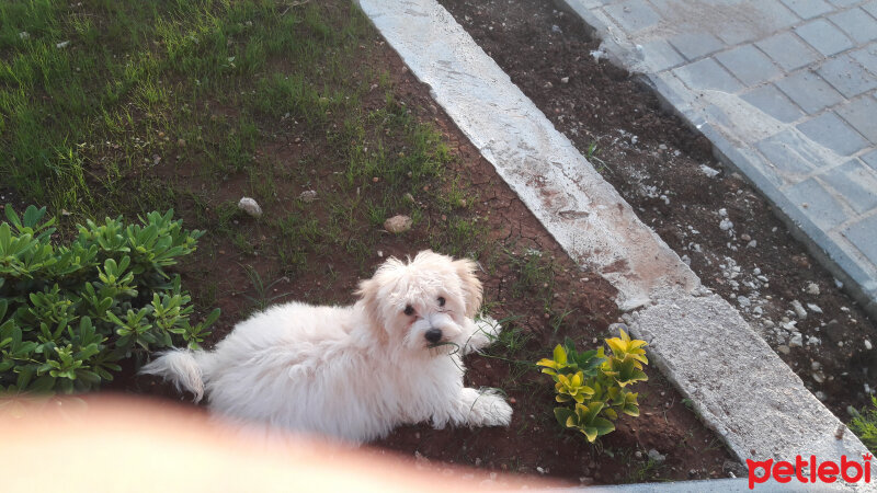 Maltese, Köpek  ANGEL fotoğrafı