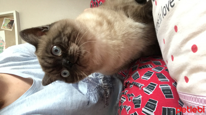 Exotic Shorthair, Kedi  Duman fotoğrafı