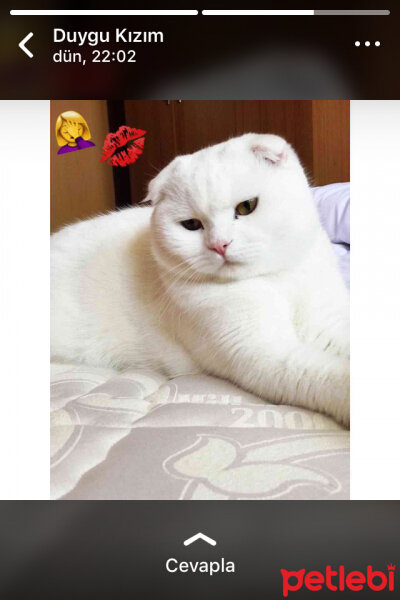 Scottish Fold, Kedi  Ponpon fotoğrafı