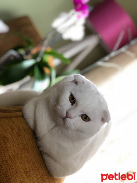 Scottish Fold, Kedi  Ponpon fotoğrafı