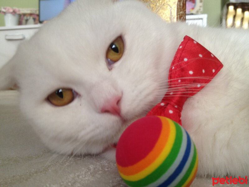 Scottish Fold, Kedi  Ponpon fotoğrafı