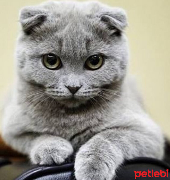 Scottish Fold, Kedi  Ponpon fotoğrafı