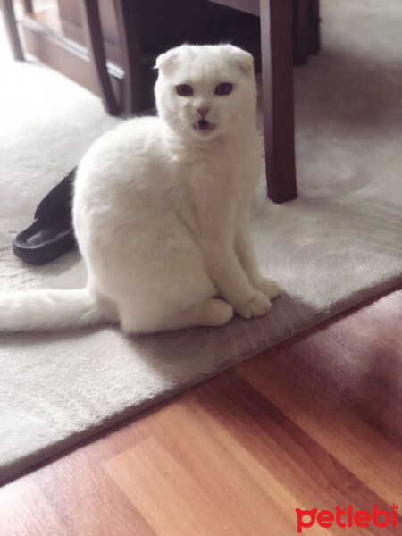 Scottish Fold, Kedi  Ponpon fotoğrafı