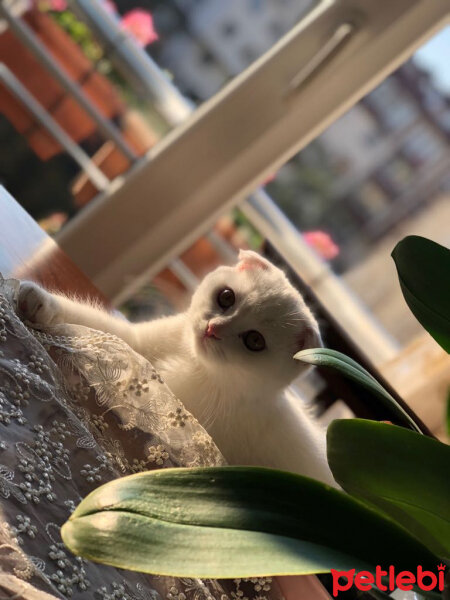 Scottish Fold, Kedi  Ponpon fotoğrafı