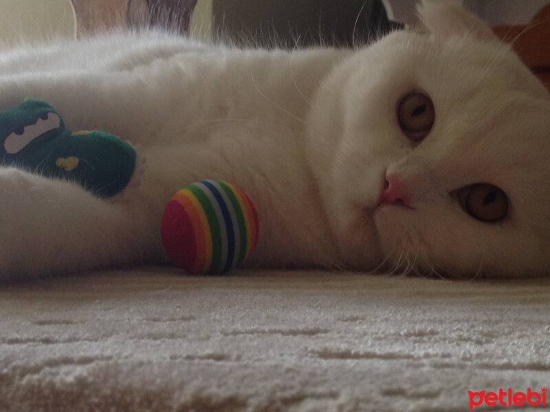 Scottish Fold, Kedi  Ponpon fotoğrafı