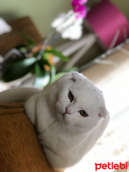 Scottish Fold, Kedi  Ponpon fotoğrafı