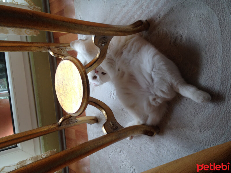 Scottish Fold, Kedi  Ponpon fotoğrafı