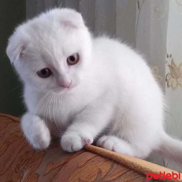 Scottish Fold, Kedi  Ponpon fotoğrafı