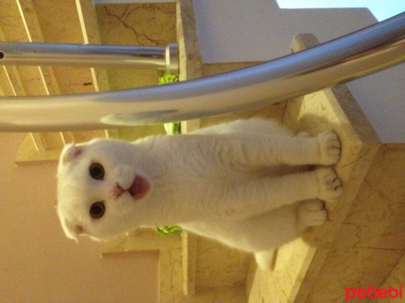 Scottish Fold, Kedi  Ponpon fotoğrafı