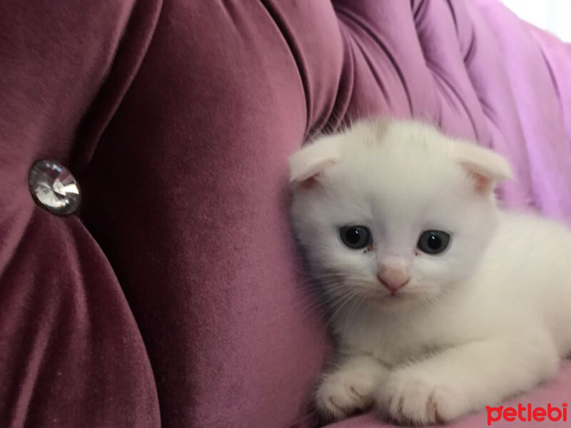 Scottish Fold, Kedi  Ponpon fotoğrafı