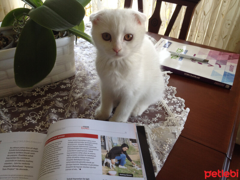 Scottish Fold, Kedi  Ponpon fotoğrafı