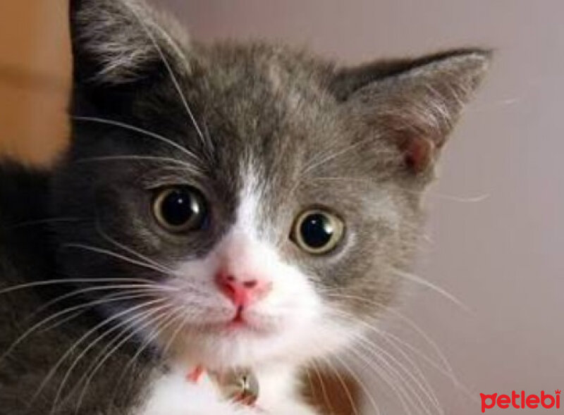 Scottish Fold, Kedi  Ponpon fotoğrafı