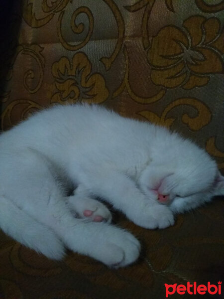 Scottish Fold, Kedi  Ponpon fotoğrafı