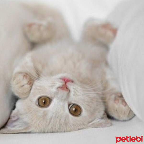 Scottish Fold, Kedi  Ponpon fotoğrafı