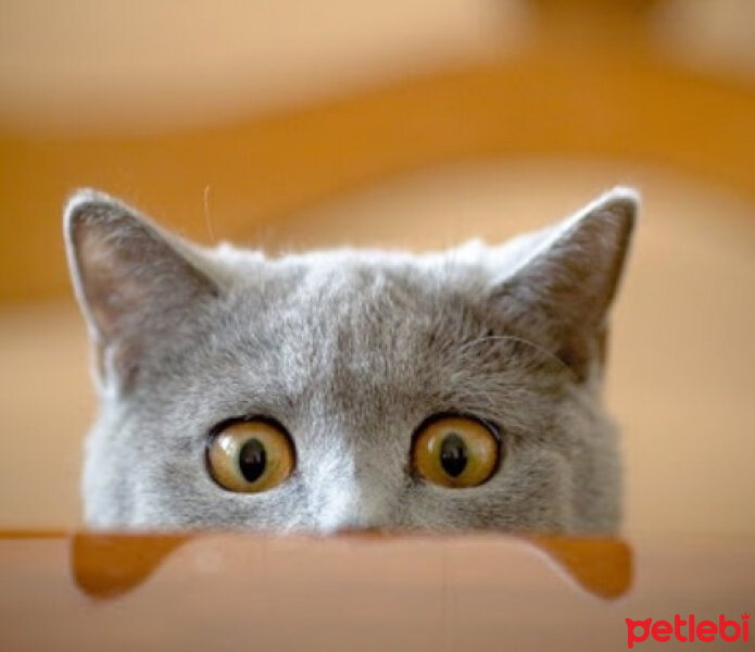 Scottish Fold, Kedi  Ponpon fotoğrafı