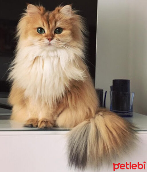 Scottish Fold, Kedi  Ponpon fotoğrafı