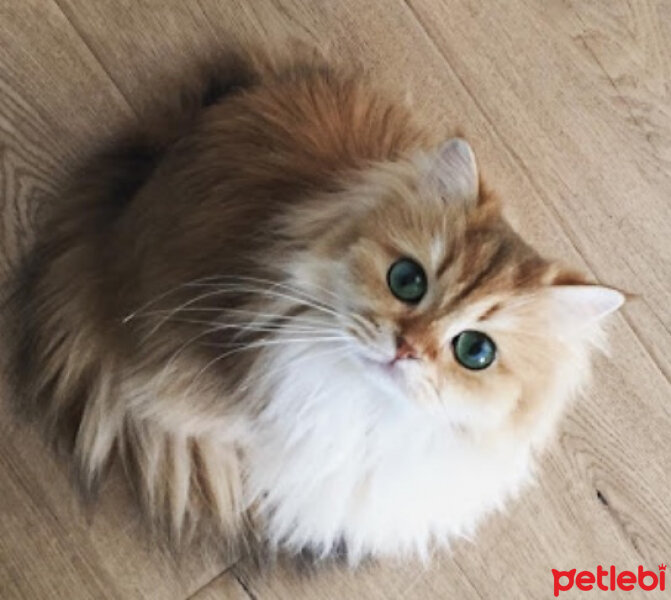 Scottish Fold, Kedi  Ponpon fotoğrafı