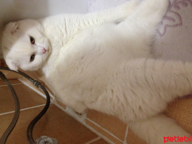 Scottish Fold, Kedi  Ponpon fotoğrafı