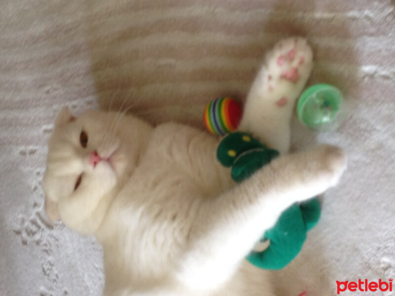 Scottish Fold, Kedi  Ponpon fotoğrafı