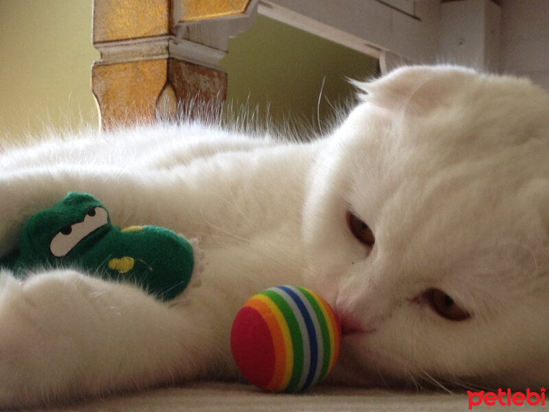 Scottish Fold, Kedi  Ponpon fotoğrafı