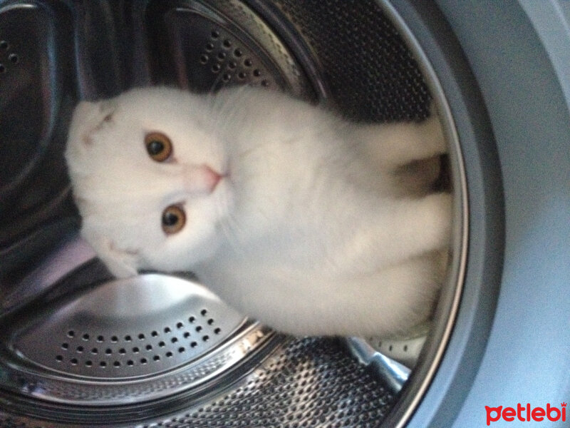 Scottish Fold, Kedi  Ponpon fotoğrafı