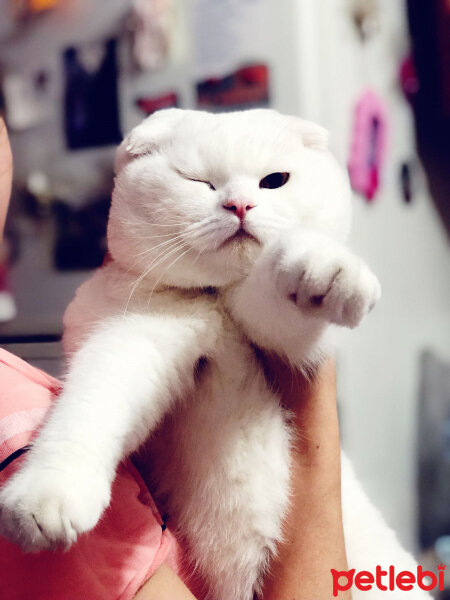 Scottish Fold, Kedi  Ponpon fotoğrafı