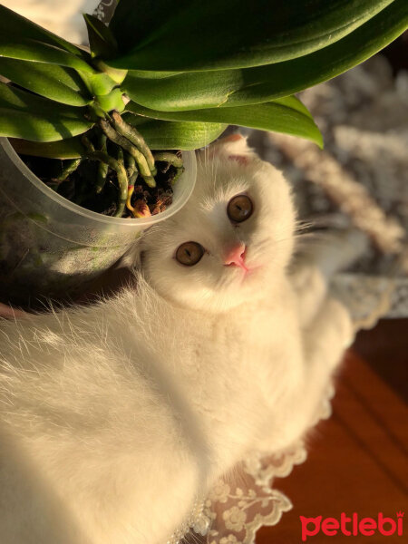 Scottish Fold, Kedi  Ponpon fotoğrafı