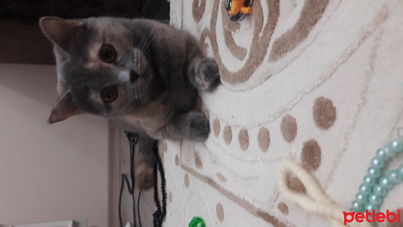 British Shorthair, Kedi  Seker fotoğrafı