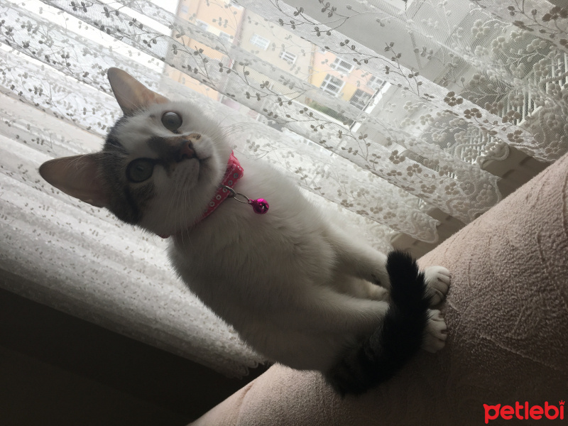 Burmilla (Silver Burmese), Kedi  Nazlı fotoğrafı