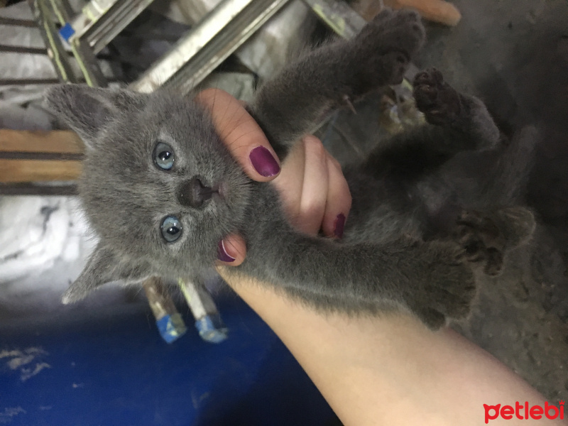 Burmilla (Silver Burmese), Kedi  Nazlı fotoğrafı