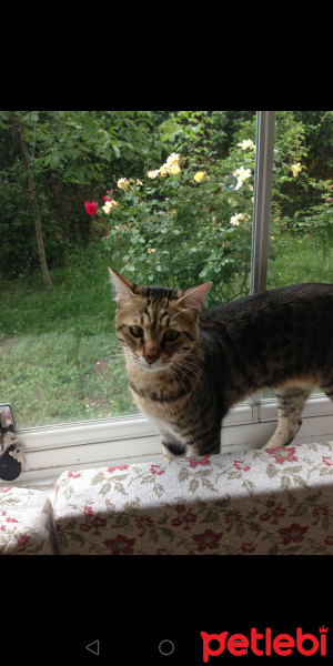 Tekir Kedi, Kedi  Çita fotoğrafı