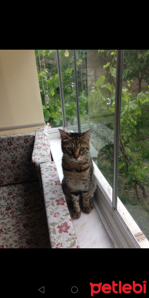 Tekir Kedi, Kedi  Çita fotoğrafı