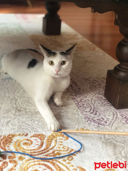 Tekir Kedi, Kedi  Zilli fotoğrafı