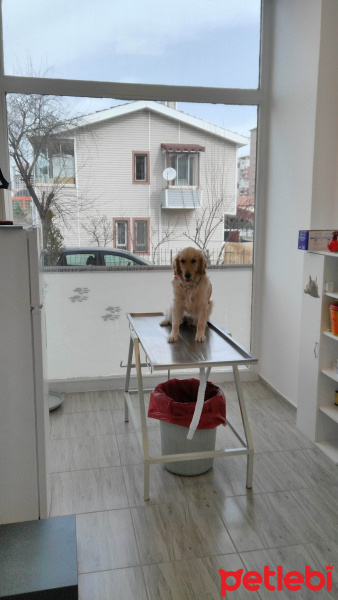 Golden Retriever, Köpek  şanslı fotoğrafı