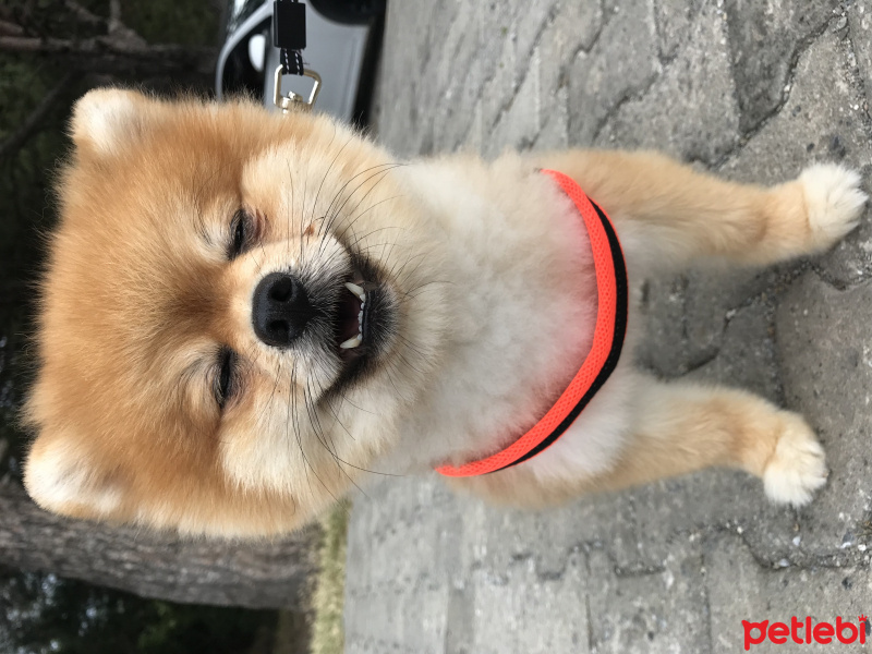Pomeranyalı, Köpek  POMERİAN BOO ORJİNAL fotoğrafı