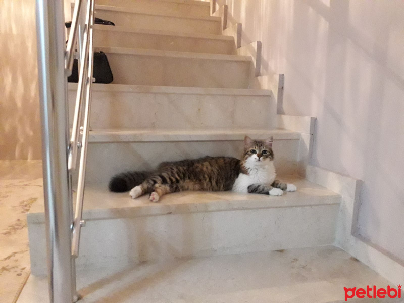 Tekir Kedi, Kedi  Duman fotoğrafı