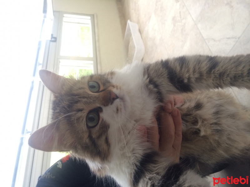 Tekir Kedi, Kedi  Duman fotoğrafı