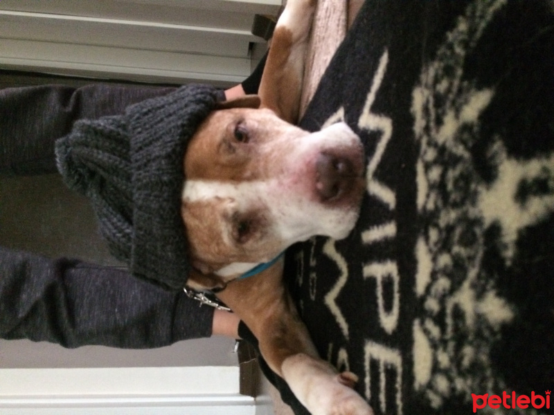 Amerikan Staffordshire Terrier, Köpek  Buddy fotoğrafı
