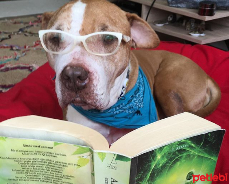 Amerikan Staffordshire Terrier, Köpek  Buddy fotoğrafı