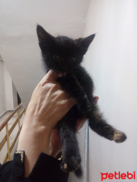 Tekir Kedi, Kedi  Sokak hayvanı fotoğrafı