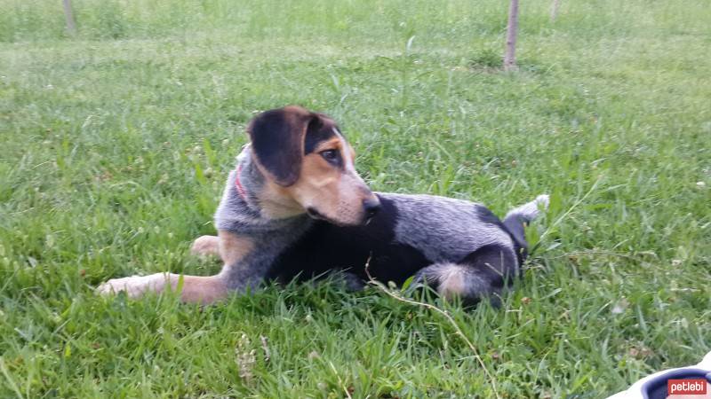 Pointer, Köpek  Fıstık fotoğrafı