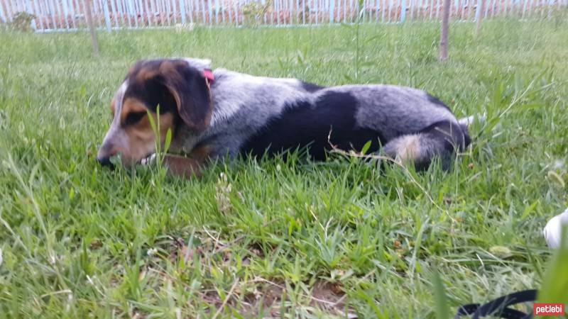 Pointer, Köpek  Fıstık fotoğrafı