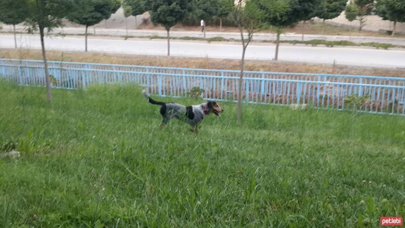 Pointer, Köpek  Fıstık fotoğrafı