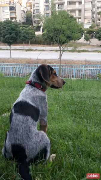 Pointer, Köpek  Fıstık fotoğrafı