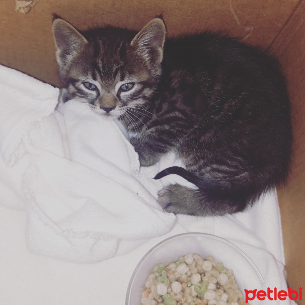 Tekir Kedi, Kedi  Çiko fotoğrafı