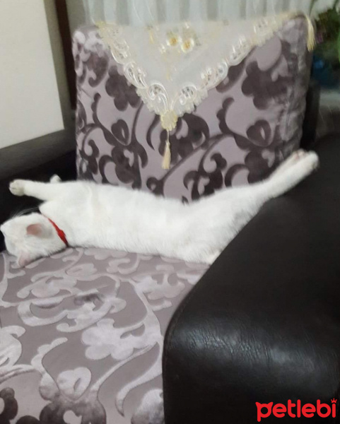 Van Kedisi, Kedi  Paşa fotoğrafı